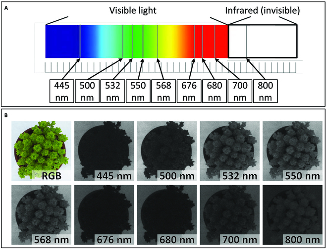 Multispectral Phenotyping and Genetic Analyses of Spring Appearance in Greening Plant, <i>Phedimus</i> spp.