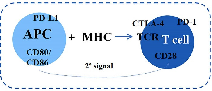 Immunotherapy in Cancer Management: A Literature Review of Clinical Efficacy of Pembrolizumab in the Non-small Cell Lung Cancer Treatment.