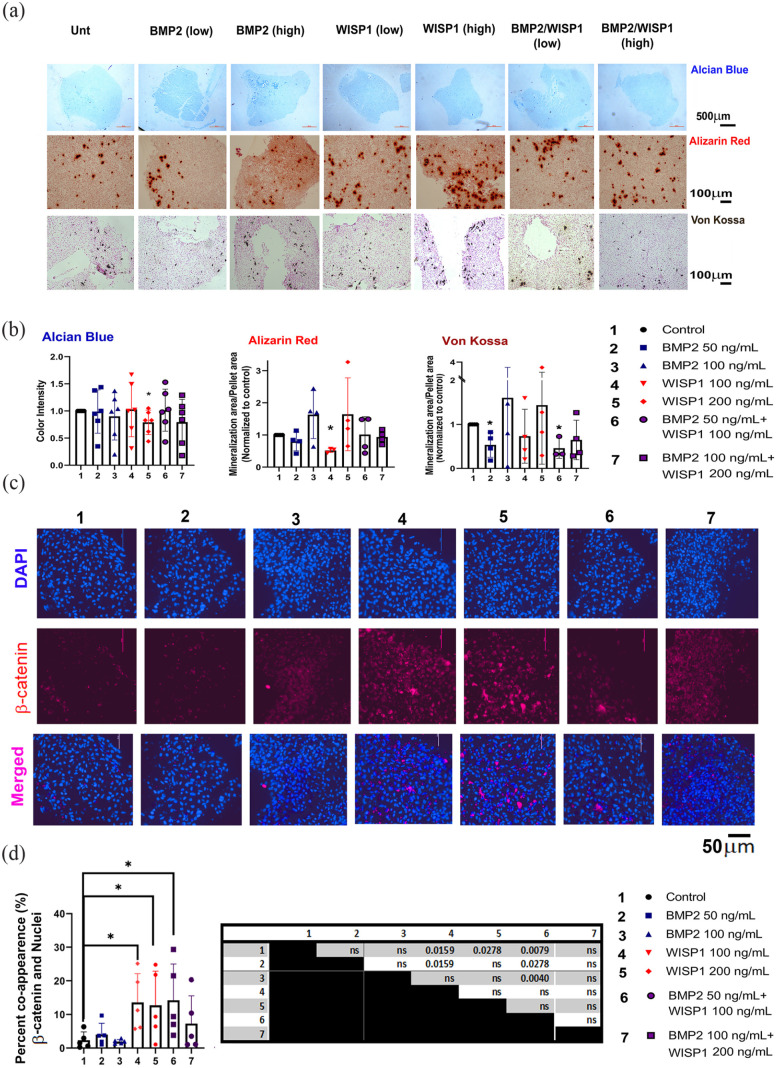 Repairing a critical cranial defect using WISP1-pretreated chondrocyte scaffolds.