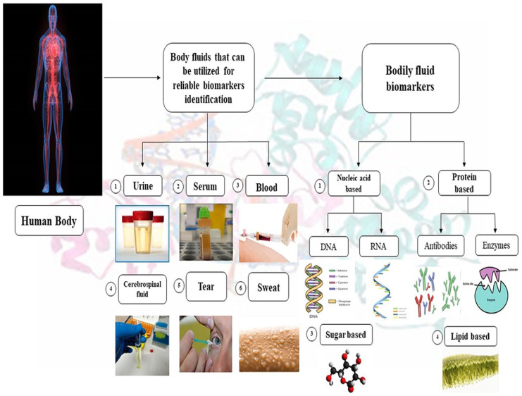 The Latest Developments in Using Proteomic Biomarkers from Urine and Serum for Non-Invasive Disease Diagnosis and Prognosis.