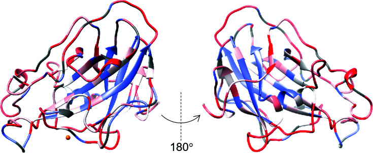 Joint X-ray/neutron structure of Lentinus similis AA9_A at room temperature.