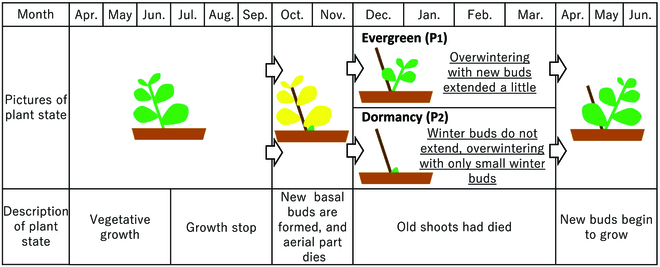 Multispectral Phenotyping and Genetic Analyses of Spring Appearance in Greening Plant, <i>Phedimus</i> spp.