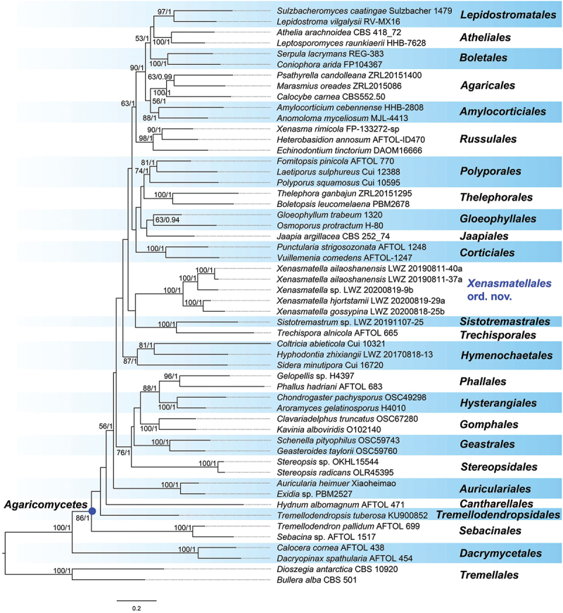 <i>Xenasmatellales</i> ord. nov. and <i>Xenasmatellaceae</i> fam. nov. for <i>Xenasmatella</i> (<i>Agaricomycetes, Basidiomycota</i>).