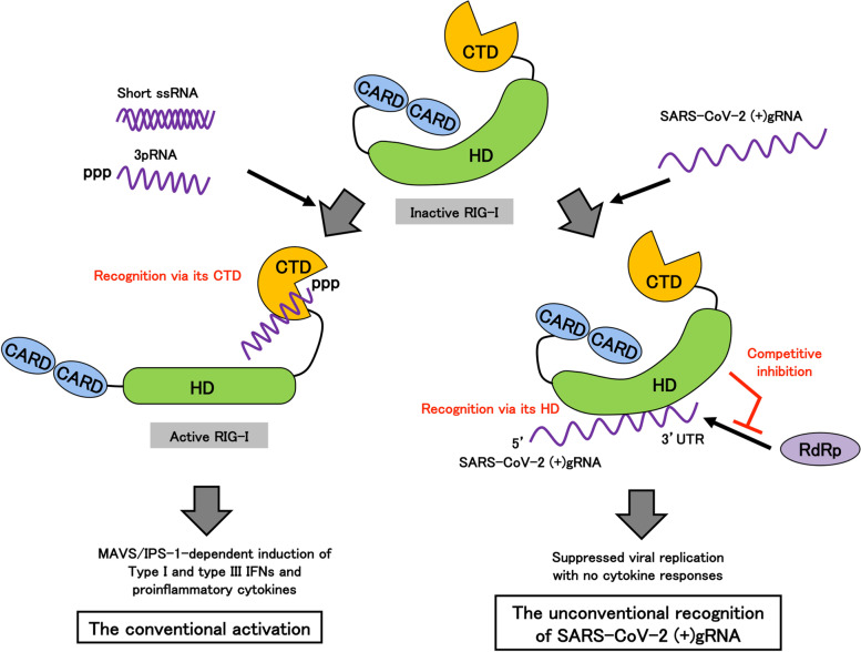 Innate immune recognition against SARS-CoV-2.