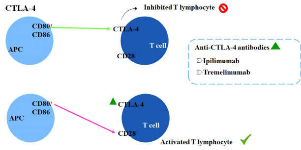 Immunotherapy in Cancer Management: A Literature Review of Clinical Efficacy of Pembrolizumab in the Non-small Cell Lung Cancer Treatment.