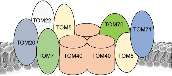 Mitochondrial Dynamics during Development.