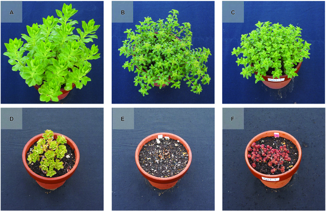 Multispectral Phenotyping and Genetic Analyses of Spring Appearance in Greening Plant, <i>Phedimus</i> spp.