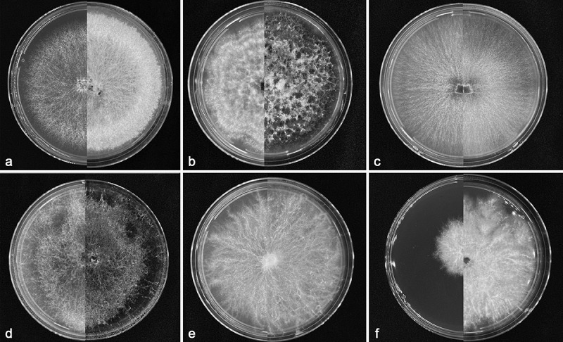 Identification and pathogenicity of six fungal species causing canker and dieback disease on golden rain tree in Beijing, China.