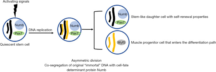 Macrophages and stem/progenitor cells interplay in adipose tissue and skeletal muscle: a review.