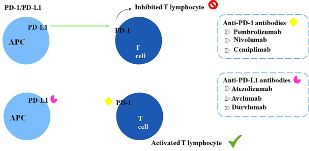 Immunotherapy in Cancer Management: A Literature Review of Clinical Efficacy of Pembrolizumab in the Non-small Cell Lung Cancer Treatment.