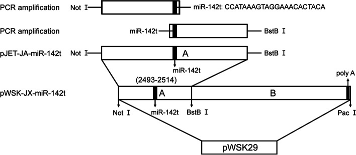 A novel strategy to attenuate porcine reproductive and respiratory syndrome virus by inhibiting viral replication in the target pulmonary alveolar macrophages via hematopoietic-specific miR-142.