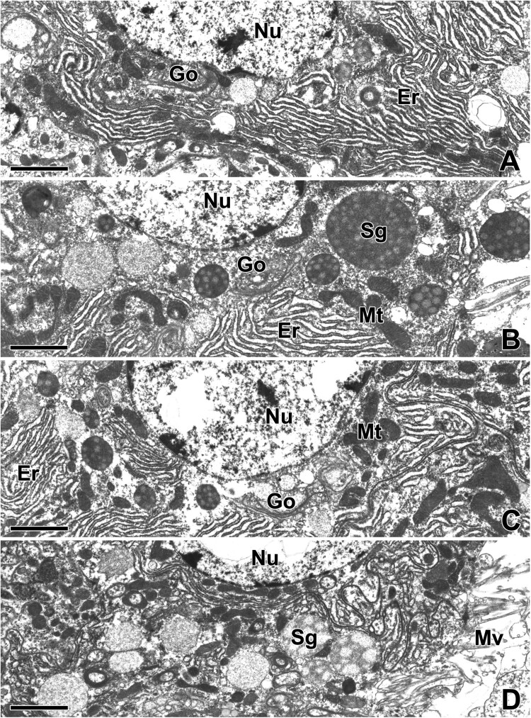 Fine structural aspects on the web glue production in the golden orb-web spider <i>Trichonephila clavata</i>.