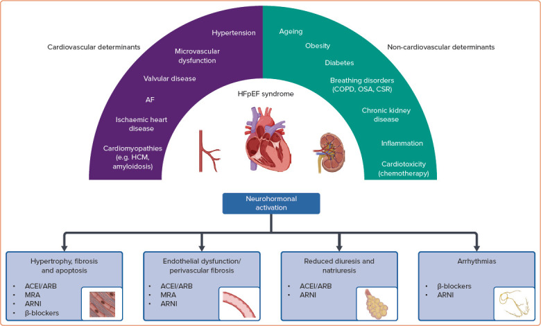 Pathophysiological Rationale and Clinical Evidence for Neurohormonal Modulation in Heart Failure with Preserved Ejection Fraction.