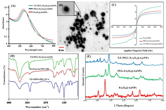 Synthesis and characterization of actively HER-2 Targeted Fe<sub>3</sub>O<sub>4</sub>@Au nanoparticles for molecular radiosensitization of breast cancer.