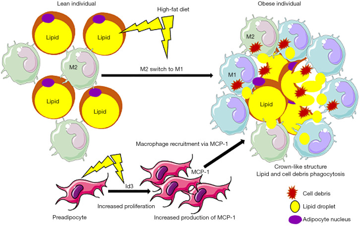 Macrophages and stem/progenitor cells interplay in adipose tissue and skeletal muscle: a review.