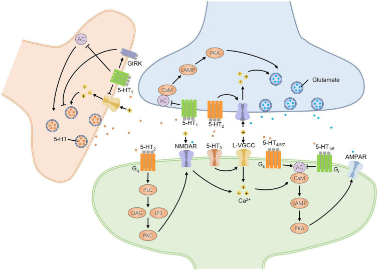 Multiple modulatory roles of serotonin in chronic pain and injury-related anxiety.