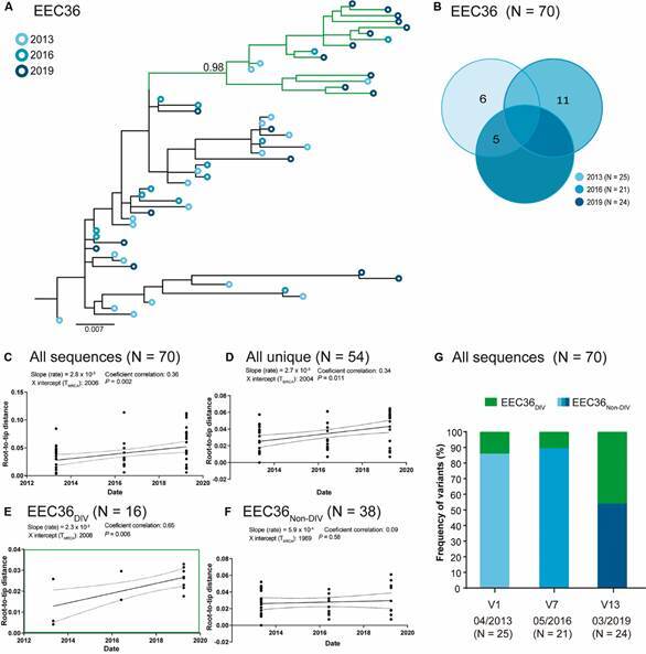 Ongoing HIV-1 evolution and reservoir reseeding in two elite controllers with genetically diverse peripheral proviral quasispecies.