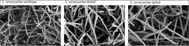 Osmotic stress responses and the biology of the second messenger c-di-AMP in <i>Streptomyces</i>.