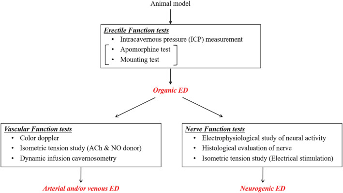 A review of experimental techniques for erectile function researches and development of medical technology using animal erectile dysfunction models in sexual and reproductive medicine.