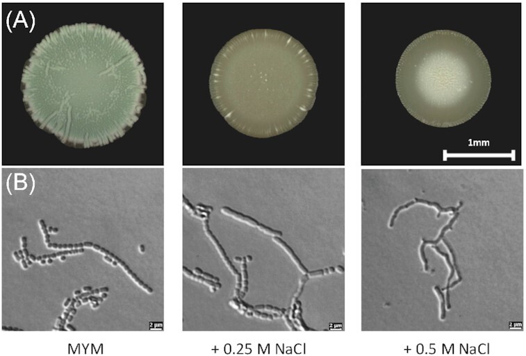 Osmotic stress responses and the biology of the second messenger c-di-AMP in <i>Streptomyces</i>.