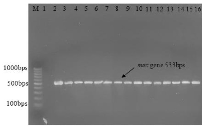 Phenotypic and Molecular Detection of Biofilm Formation in Methicillin-Resistant <i>Staphylococcus Aureus</i> Isolated from Different Clinical Sources in Erbil City.