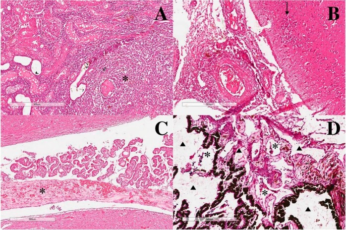 Use of selected samples to diagnose a tricky feline viral disease in a cat with uveitis and neurological signs.