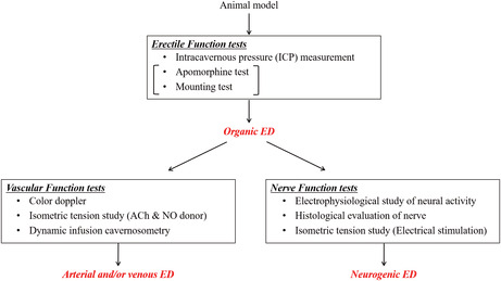 A review of experimental techniques for erectile function researches and development of medical technology using animal erectile dysfunction models in sexual and reproductive medicine.