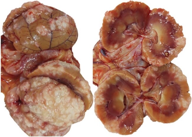 Use of selected samples to diagnose a tricky feline viral disease in a cat with uveitis and neurological signs.