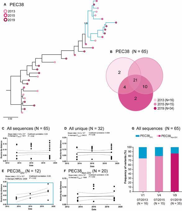 Ongoing HIV-1 evolution and reservoir reseeding in two elite controllers with genetically diverse peripheral proviral quasispecies.