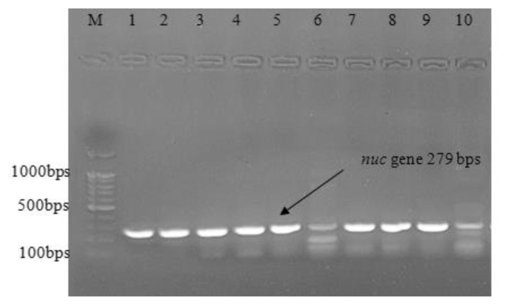 Phenotypic and Molecular Detection of Biofilm Formation in Methicillin-Resistant <i>Staphylococcus Aureus</i> Isolated from Different Clinical Sources in Erbil City.