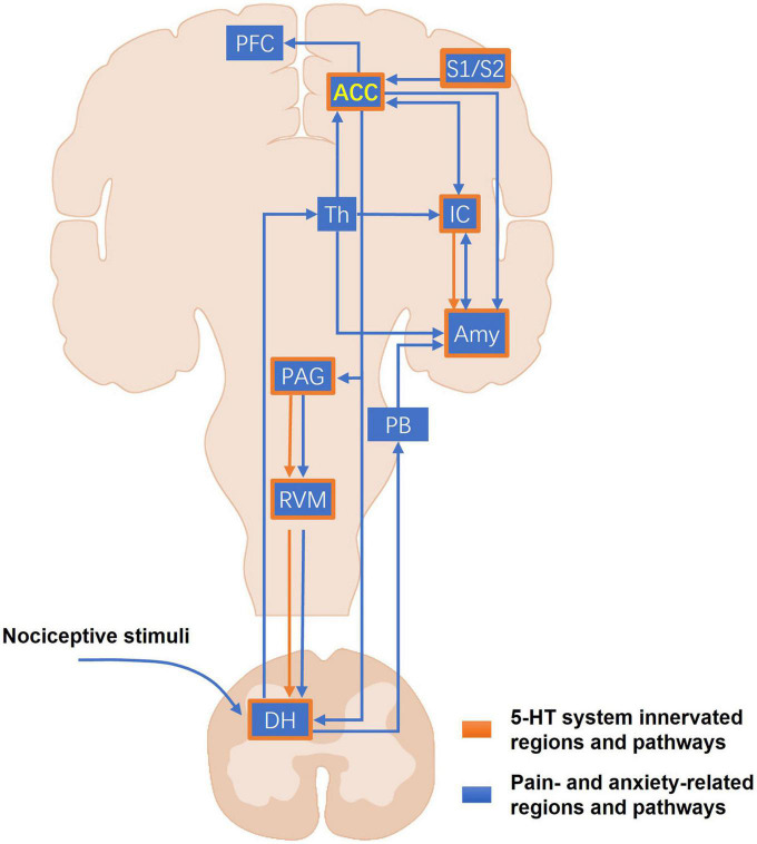 Multiple modulatory roles of serotonin in chronic pain and injury-related anxiety.