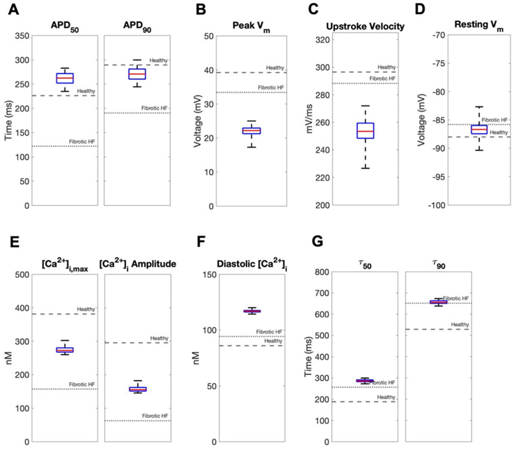 Computational design of custom therapeutic cells to correct failing human cardiomyocytes.