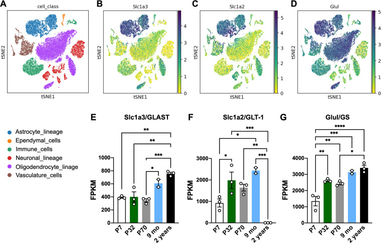 Age-Associated Upregulation of Glutamate Transporters and Glutamine Synthetase in Senescent Astrocytes In Vitro and in the Mouse and Human Hippocampus.