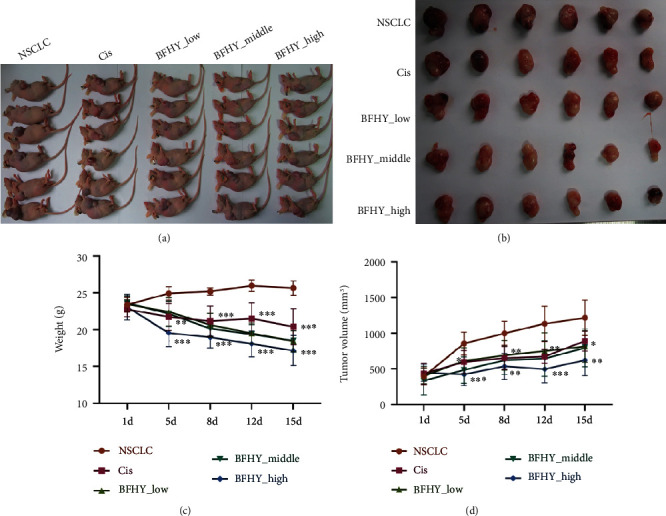 Combination of BFHY with Cisplatin Relieved Chemotherapy Toxicity and Altered Gut Microbiota in Mice.