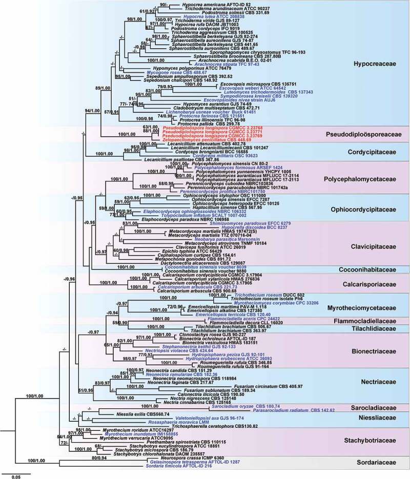 Proposal of a new family <i>Pseudodiploösporeaceae</i> fam. nov. (<i>Hypocreales</i>) based on phylogeny of <i>Diploöspora longispora</i> and <i>Paecilomyces penicillatus</i>.