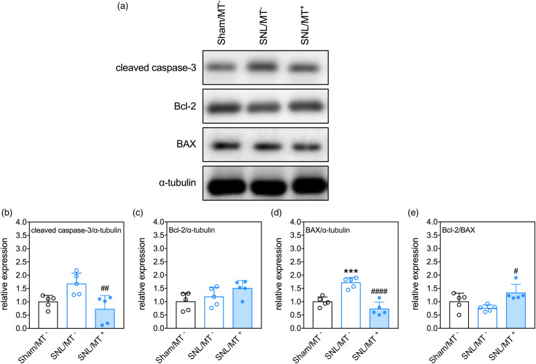 Mitochondrial transplantation attenuates traumatic neuropathic pain, neuroinflammation, and apoptosis in rats with nerve root ligation.