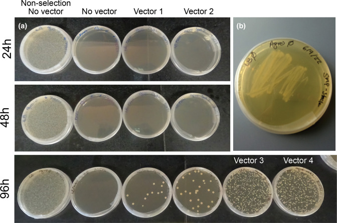 A guide to <i>Agrobacterium</i>-mediated transformation of the chytrid fungus <i>Spizellomyces punctatus</i>.