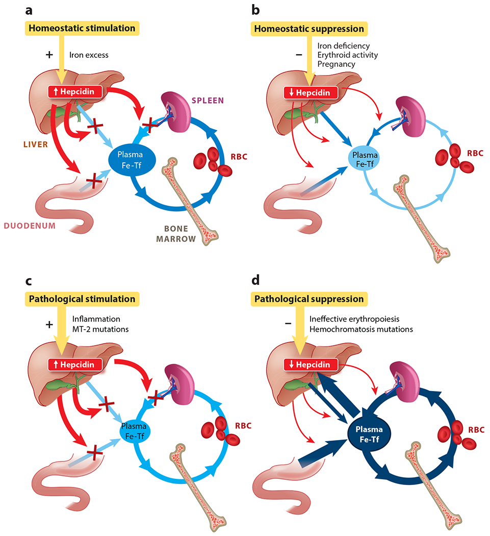 Hepcidin and Iron in Health and Disease.