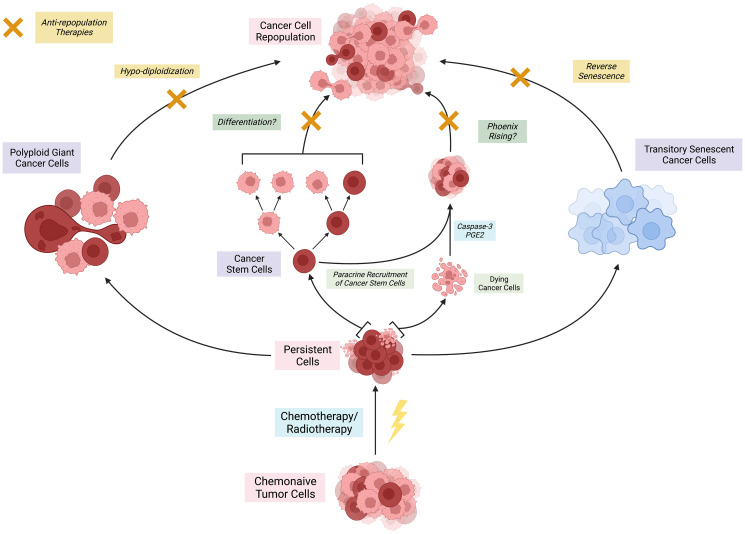 Cancer cell repopulation after therapy: which is the mechanism?