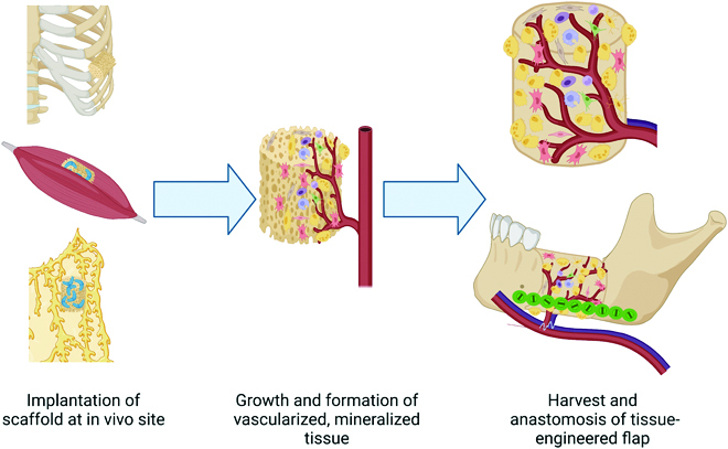 Advances in In Vitro and In Vivo Bioreactor-Based Bone Generation for Craniofacial Tissue Engineering.