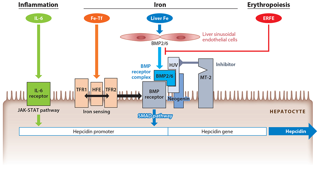 Hepcidin and Iron in Health and Disease.