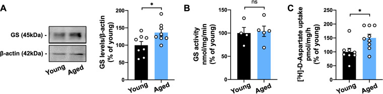 Age-Associated Upregulation of Glutamate Transporters and Glutamine Synthetase in Senescent Astrocytes In Vitro and in the Mouse and Human Hippocampus.