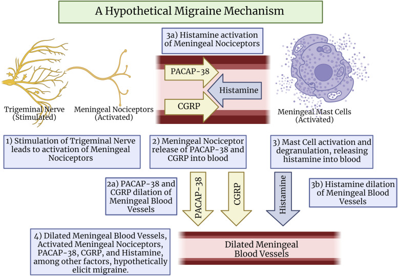 Roles of mast cells and their interactions with the trigeminal nerve in migraine headache.