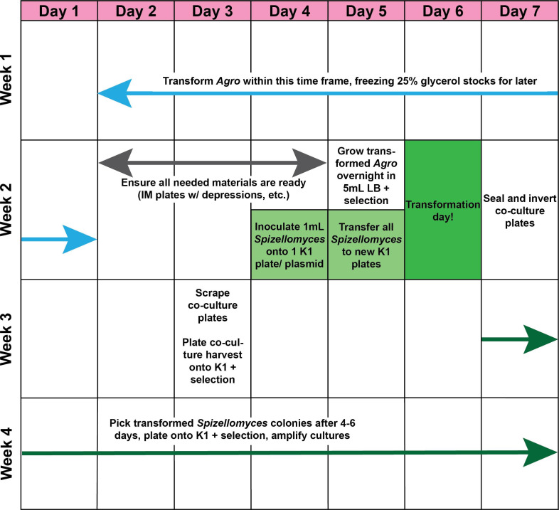 A guide to <i>Agrobacterium</i>-mediated transformation of the chytrid fungus <i>Spizellomyces punctatus</i>.
