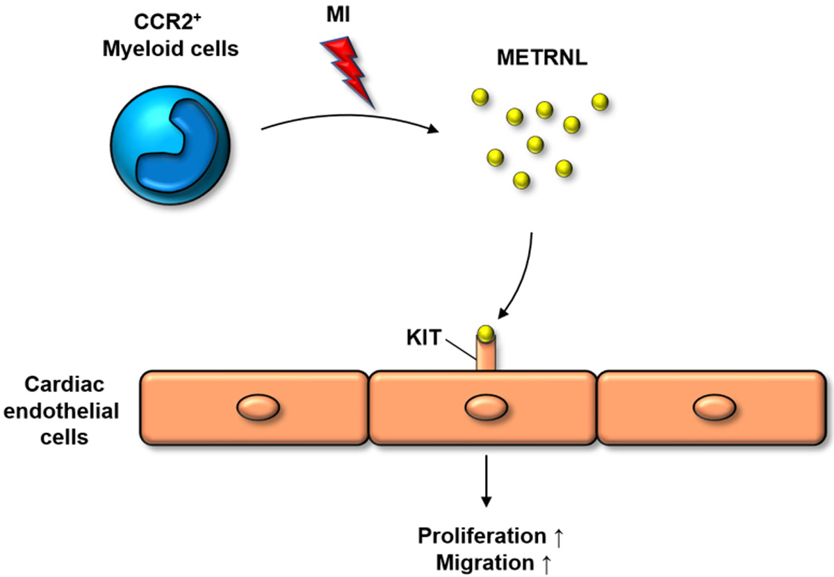 The role of paracrine crosstalk between myeloid and endothelial cells in myocardial angiogenesis and infarcted heart repair.