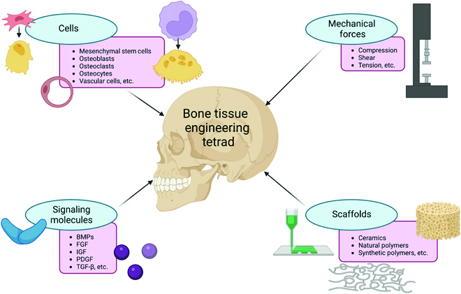 Advances in In Vitro and In Vivo Bioreactor-Based Bone Generation for Craniofacial Tissue Engineering.