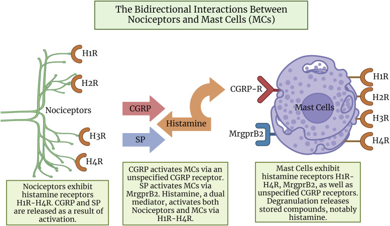 Roles of mast cells and their interactions with the trigeminal nerve in migraine headache.