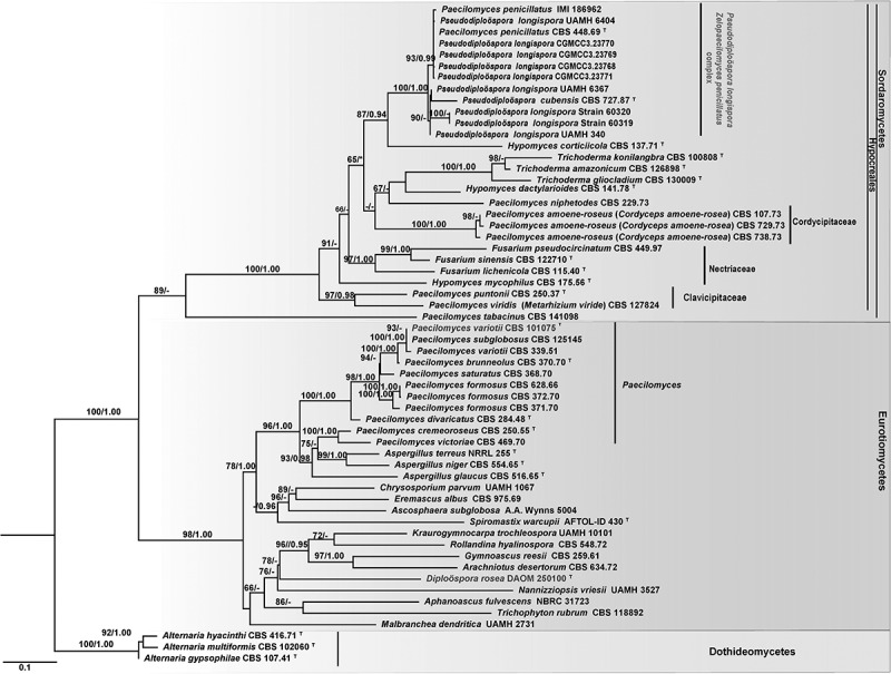 Proposal of a new family <i>Pseudodiploösporeaceae</i> fam. nov. (<i>Hypocreales</i>) based on phylogeny of <i>Diploöspora longispora</i> and <i>Paecilomyces penicillatus</i>.