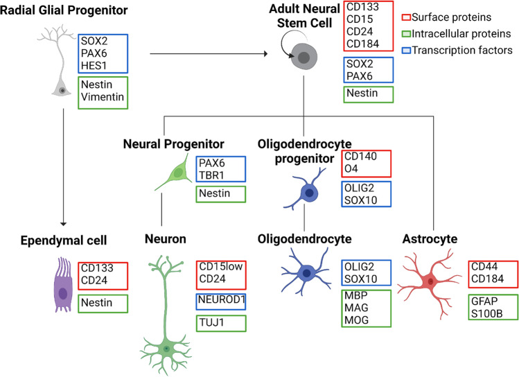 Learning cell identity in immunology, neuroscience, and cancer.