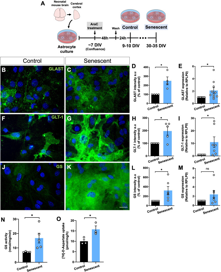 Age-Associated Upregulation of Glutamate Transporters and Glutamine Synthetase in Senescent Astrocytes In Vitro and in the Mouse and Human Hippocampus.